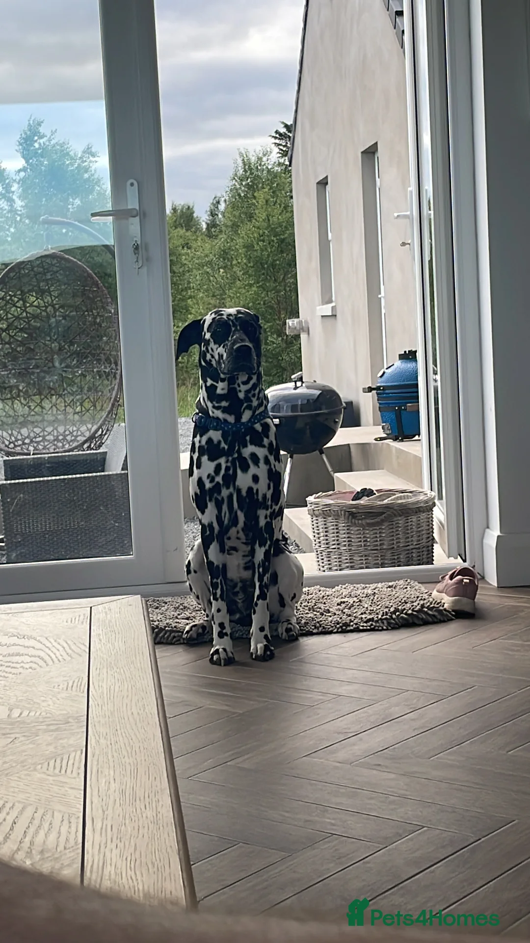 Dalmatian dogs for stud: Proven Dalmatian in Northern Ireland in Castlewellan - Advert 1