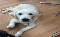 Golden Retriever dogs for sale: Advanced trained golden retriever  - Image 2