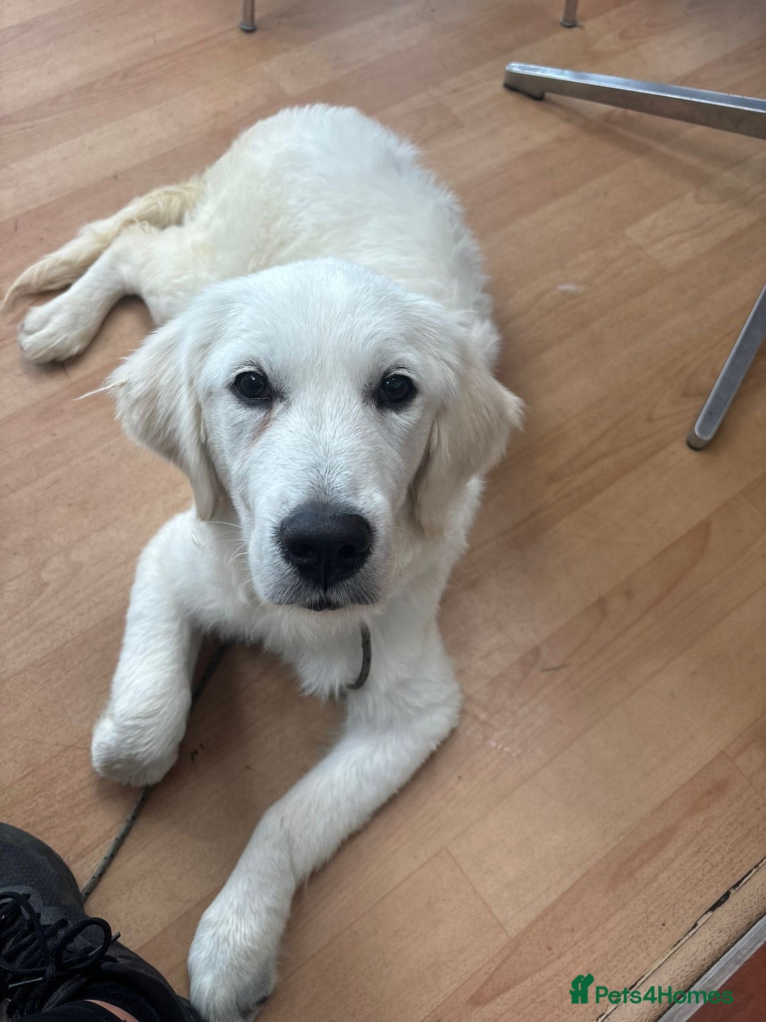 Golden Retriever dogs for sale: Advanced trained golden retriever  - Image 2