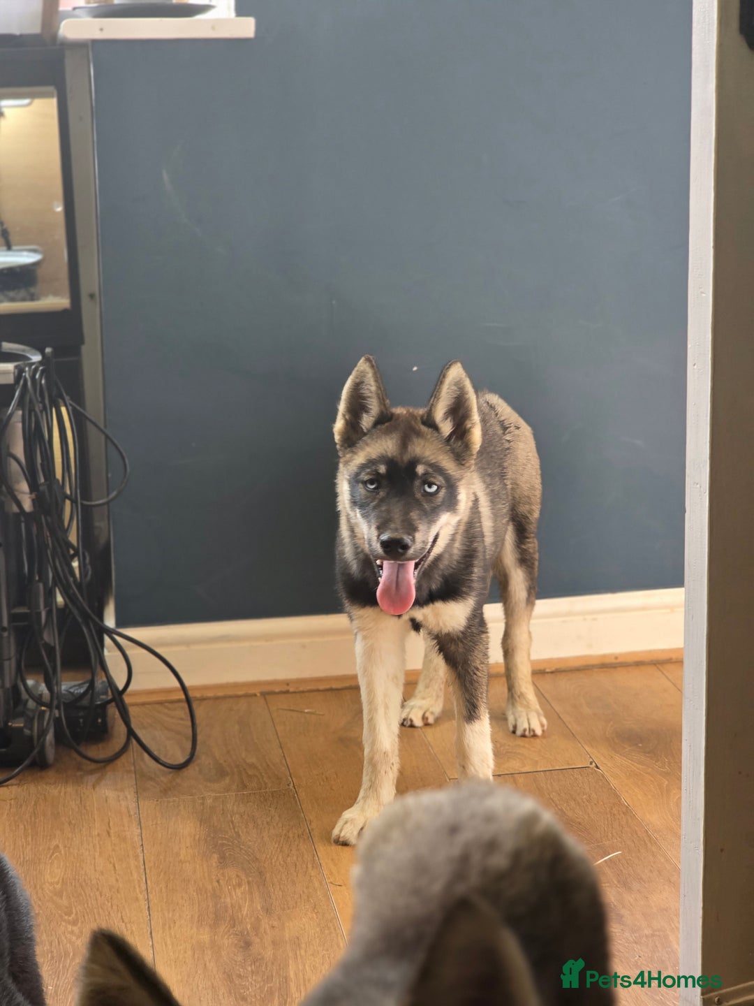 Siberian Husky dogs for sale: Agouti Coat Pedigree Siberian Husky Puppies - Image 14