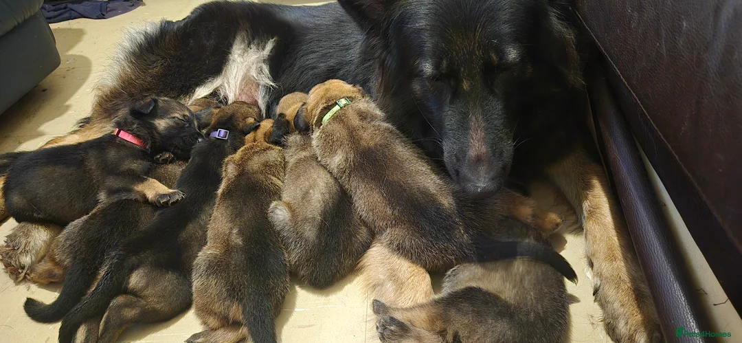 Mixed Breed dogs for sale: Beautiful german shepherd cross belgium malis pups - Advert 9