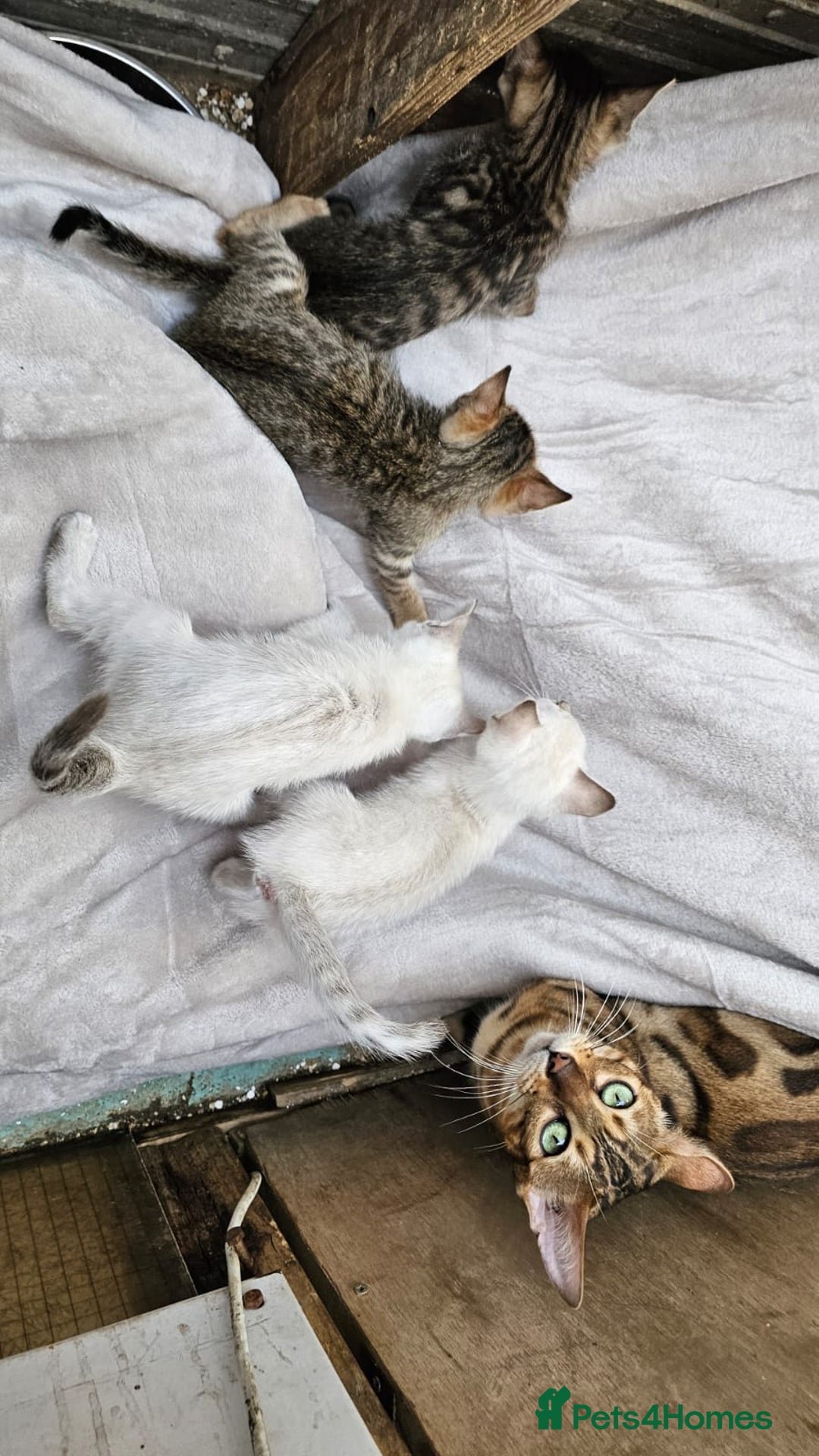 Bengal cats for sale: Cuddly charity donation pay monthly - Image 7
