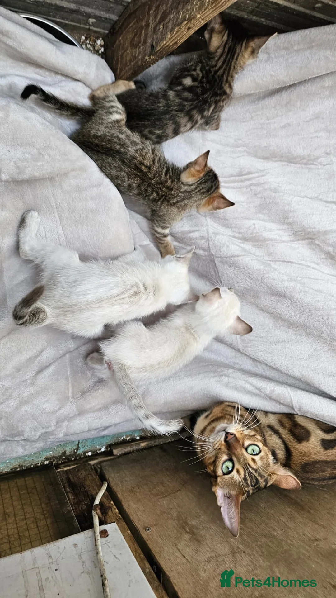 Bengal cats for sale: Guaranteed to be Cuddly *ready now*   - Advert 9