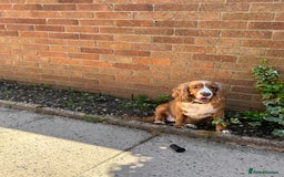 Cocker Spaniel dogs for sale: 6 year old female cocker spaniel  - Image 1