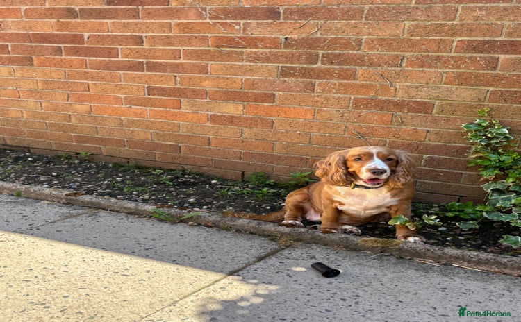 Cocker Spaniel dogs - Advert 5