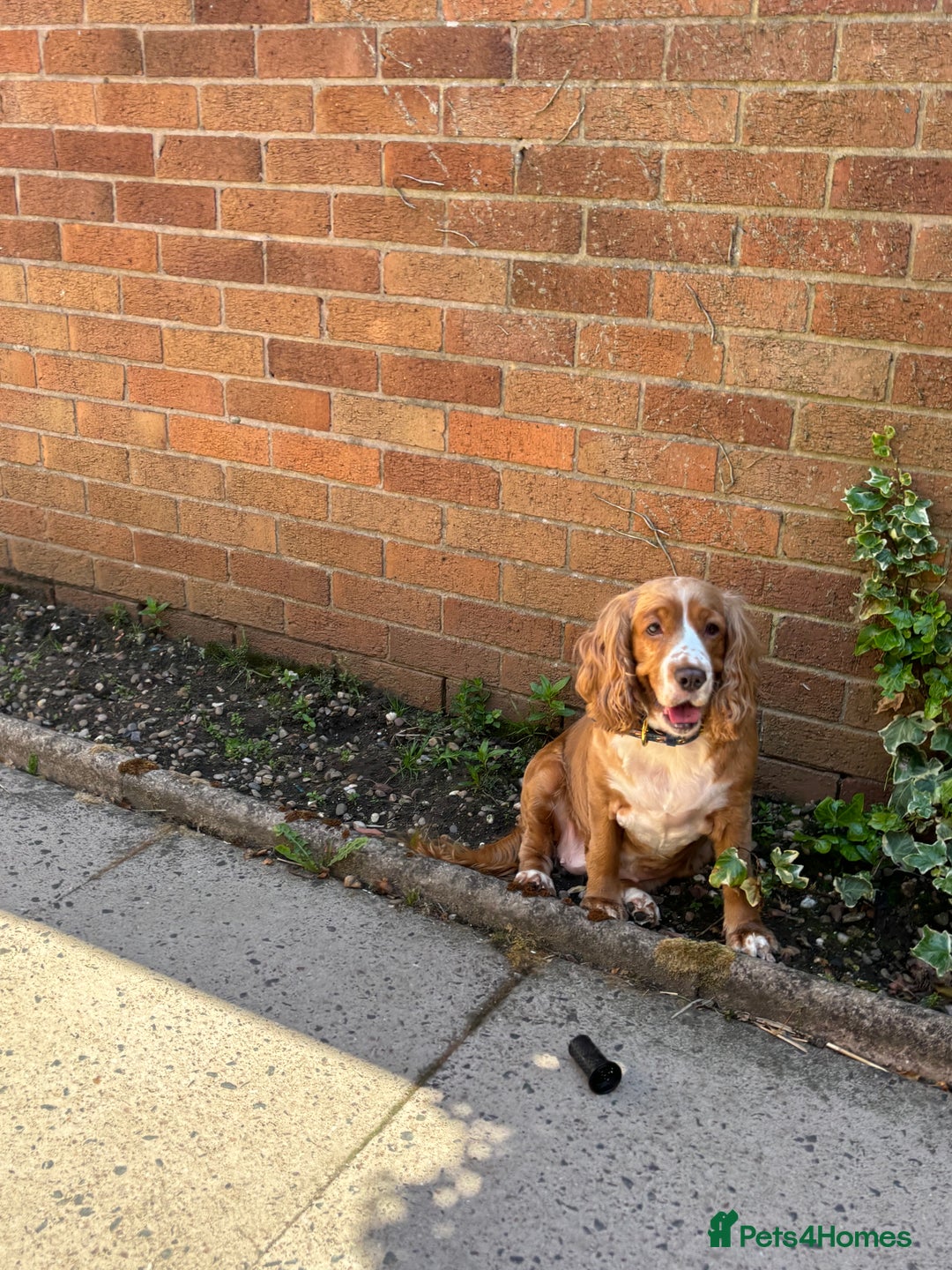 Cocker Spaniel dogs for sale: 6 year old female cocker spaniel  - Image 1
