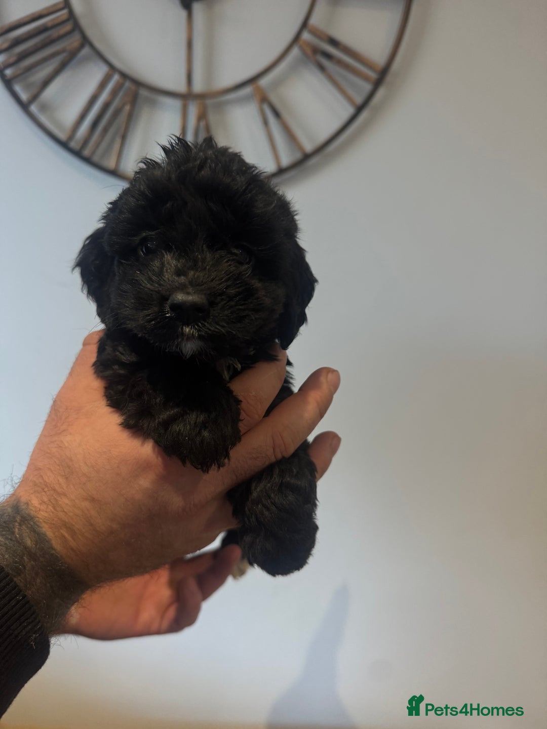 Cockapoo dogs for sale: Gorgeous F1 cockapoos 2 x red&white 4 x black  - Advert 3