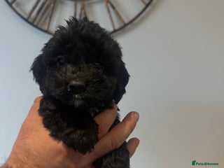 Cockapoo dogs Gorgeous F1 cockapoos 3 black girls left - Advert 7