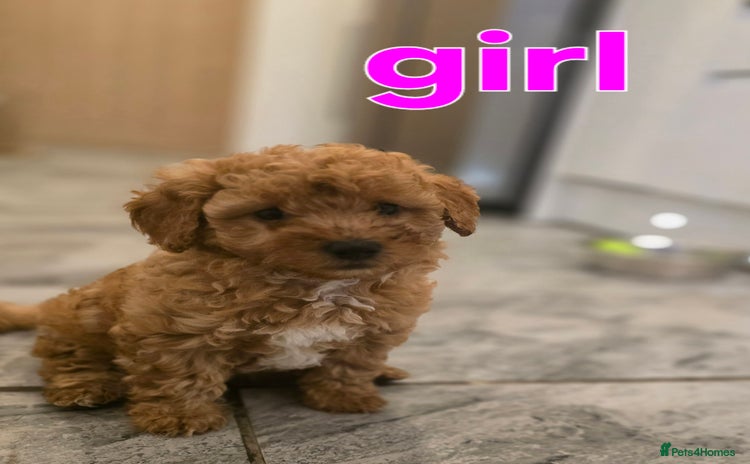Maltipoo dogs 🐶 3 beautiful maltipoo pups for sale 🐶 - Advert 1