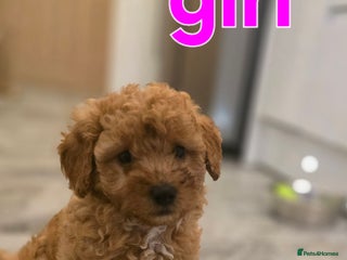 Maltipoo dogs 🐶 3 beautiful maltipoo pups for sale 🐶 - Advert 18