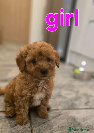 Maltipoo dogs 🐶 3 beautiful maltipoo pups for sale 🐶 - Advert 1