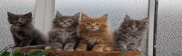 Maine Coon cats for sale: Adorable Maine coon kittens  - Advert 20