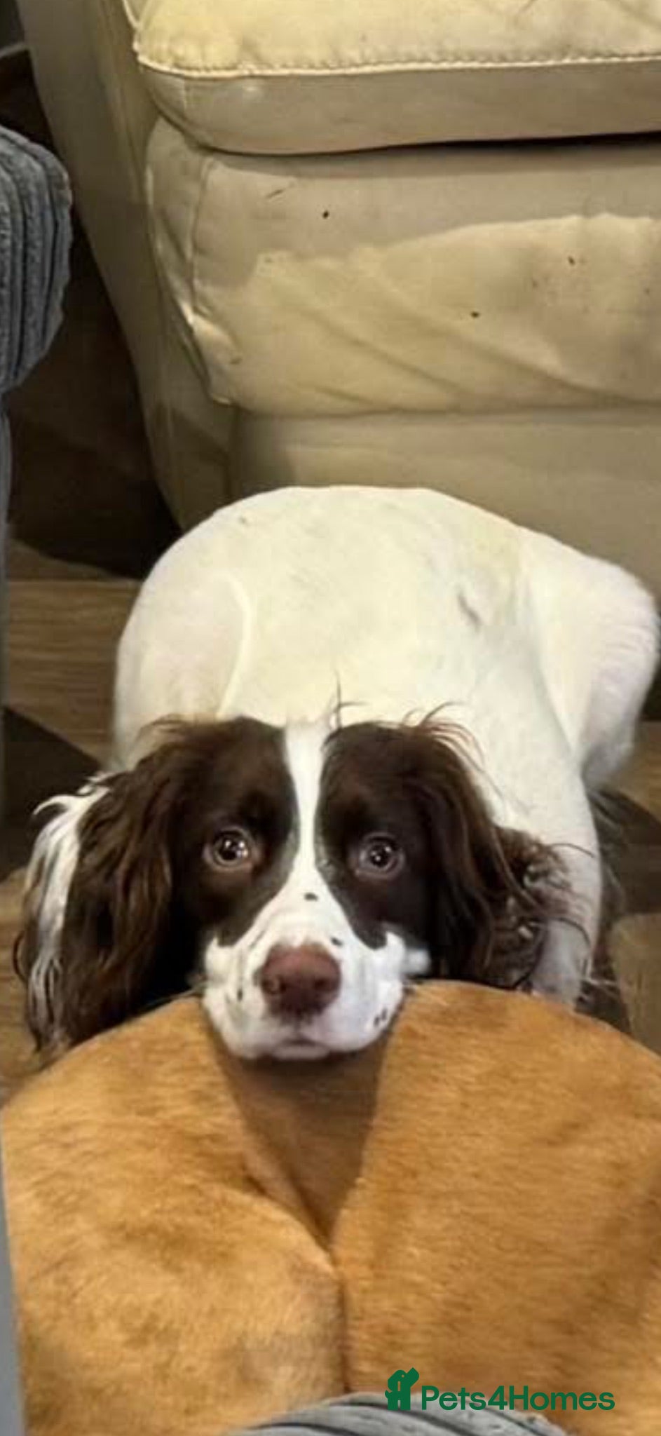 Mixed Breed dogs 11 month old puppy - Advert 1