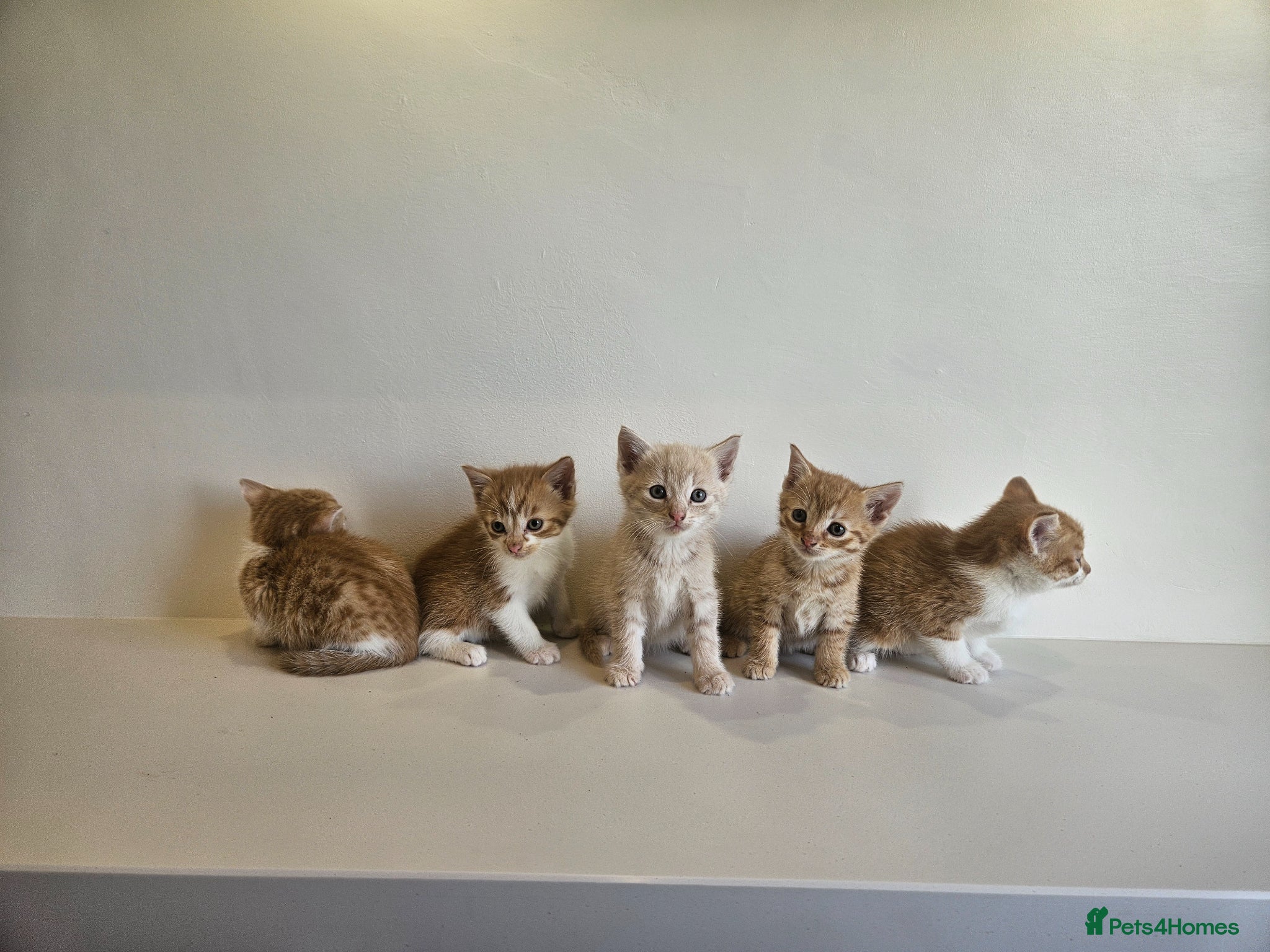 Mixed Breed cats for sale: Kittens  - Advert 4