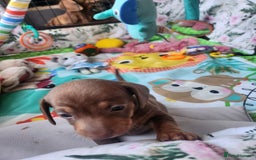 Miniature Dachshund dogs for sale: Stunning KC reg miniature dachshund - Image 19