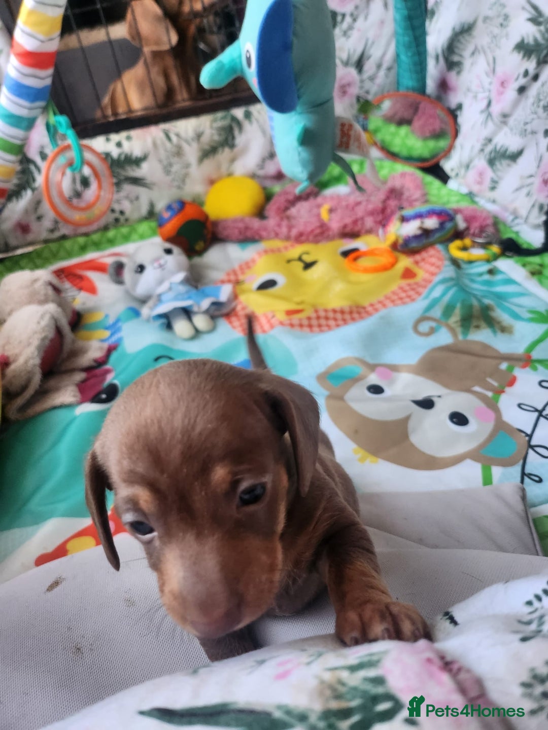 Miniature Dachshund dogs for sale: Stunning KC reg miniature dachshund - Image 19