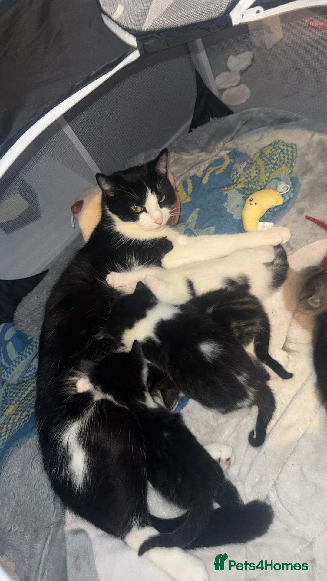 Mixed Breed cats for sale: 4 mixed bread kittens  in Sheerness - Advert 1