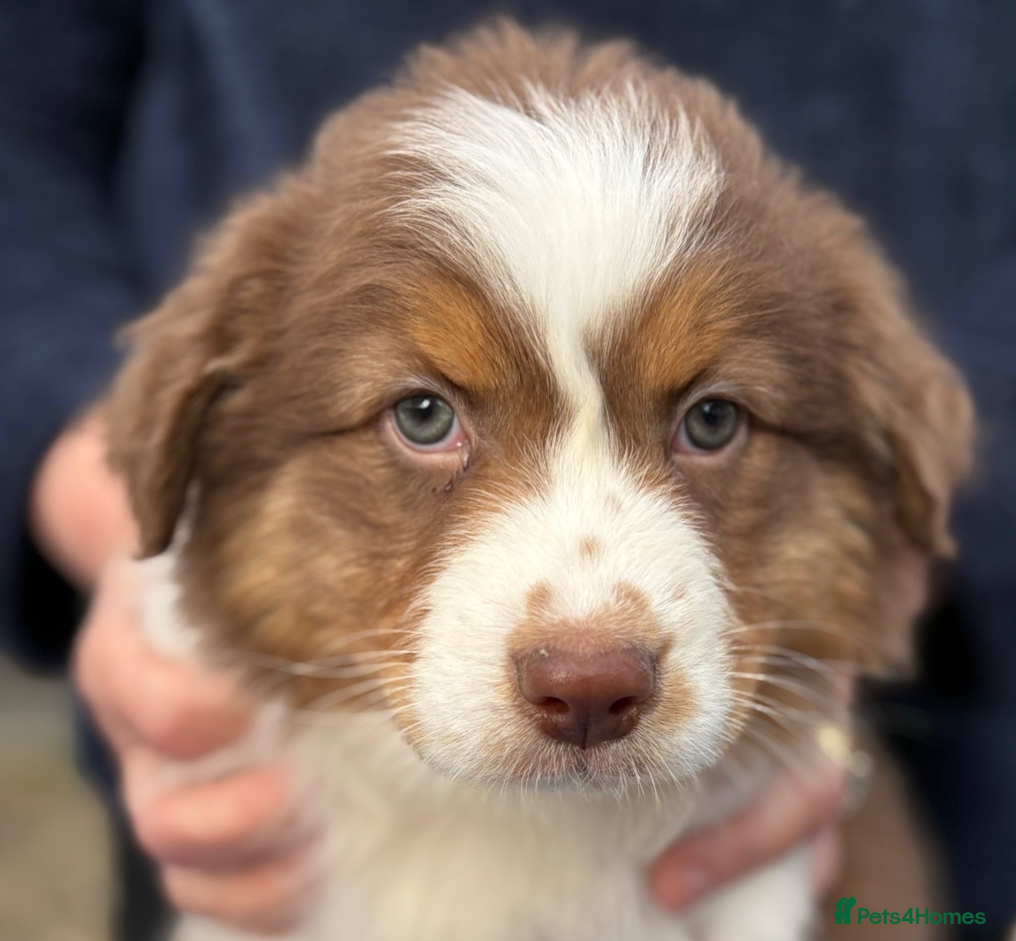 Australian Shepherd dogs Beautiful Pedigree Australian Shepherd puppies - Advert 1