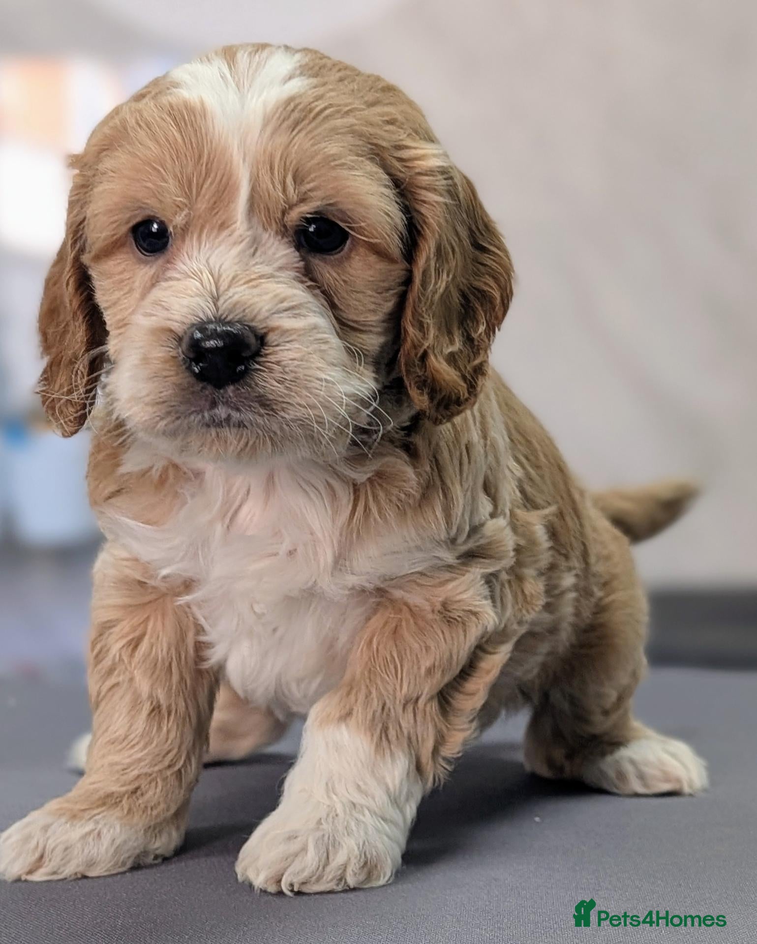 Cockapoo dogs Licensed breeder, health tested F1 cockapoos - Advert 2