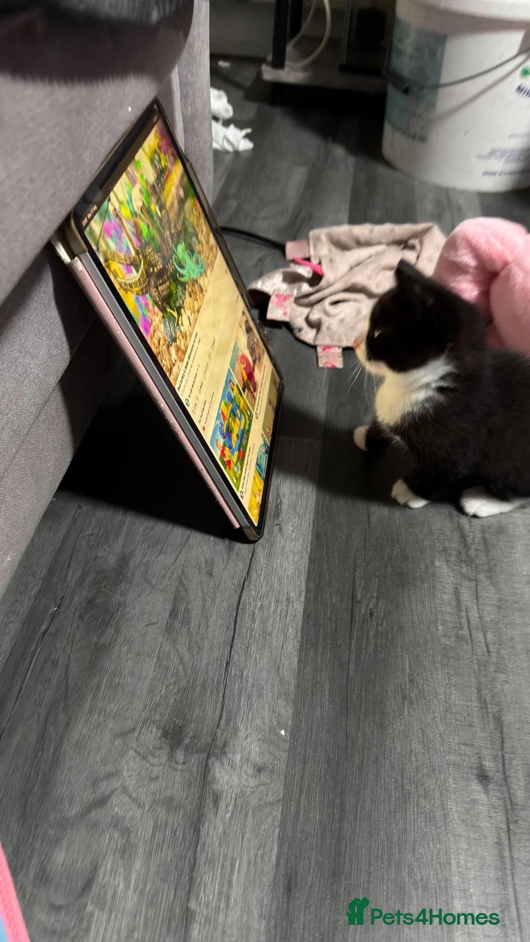 Mixed Breed cats for sale: 2 female kittens  - Advert 10