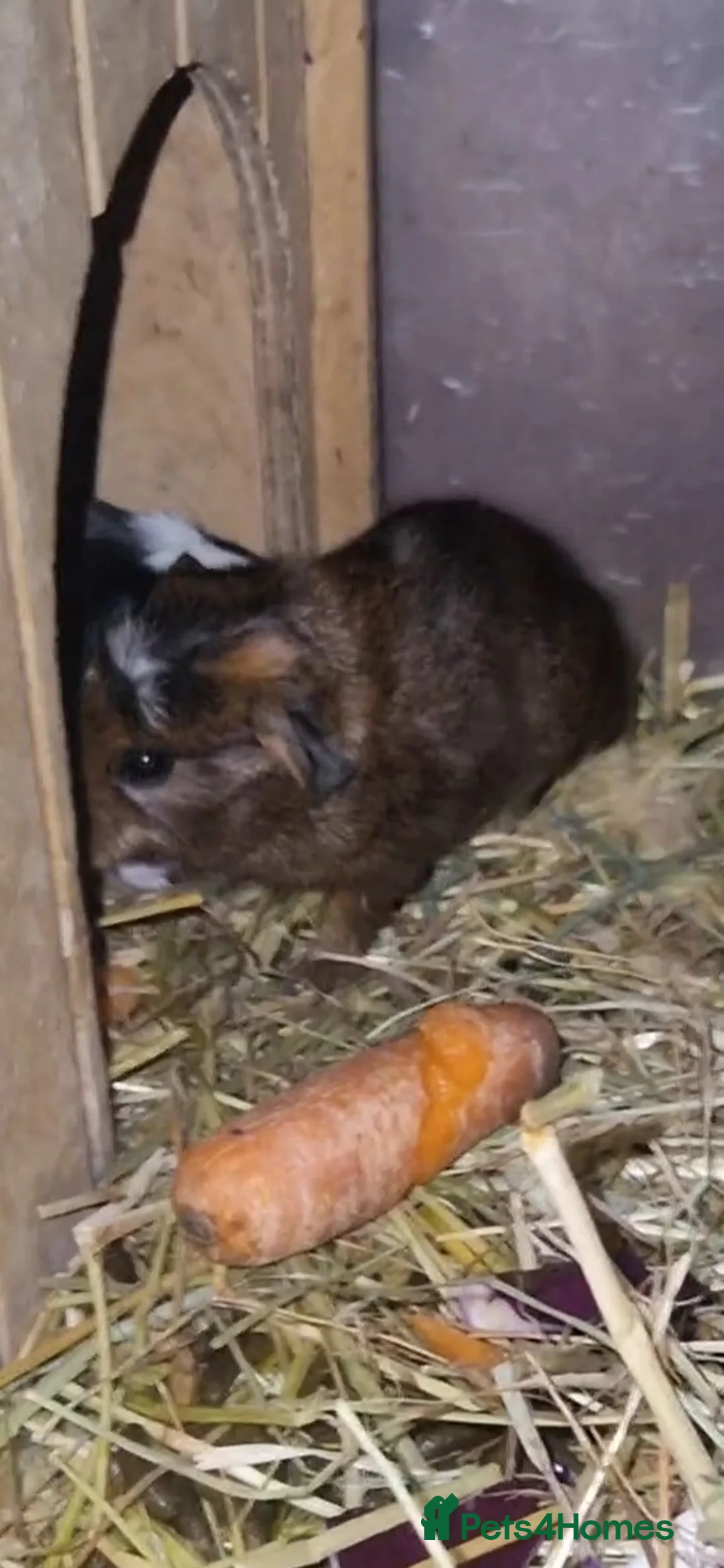 Guinea Pig rodents for sale: Agouti breed & shelte breed / 22nd mar 26 - Advert 4