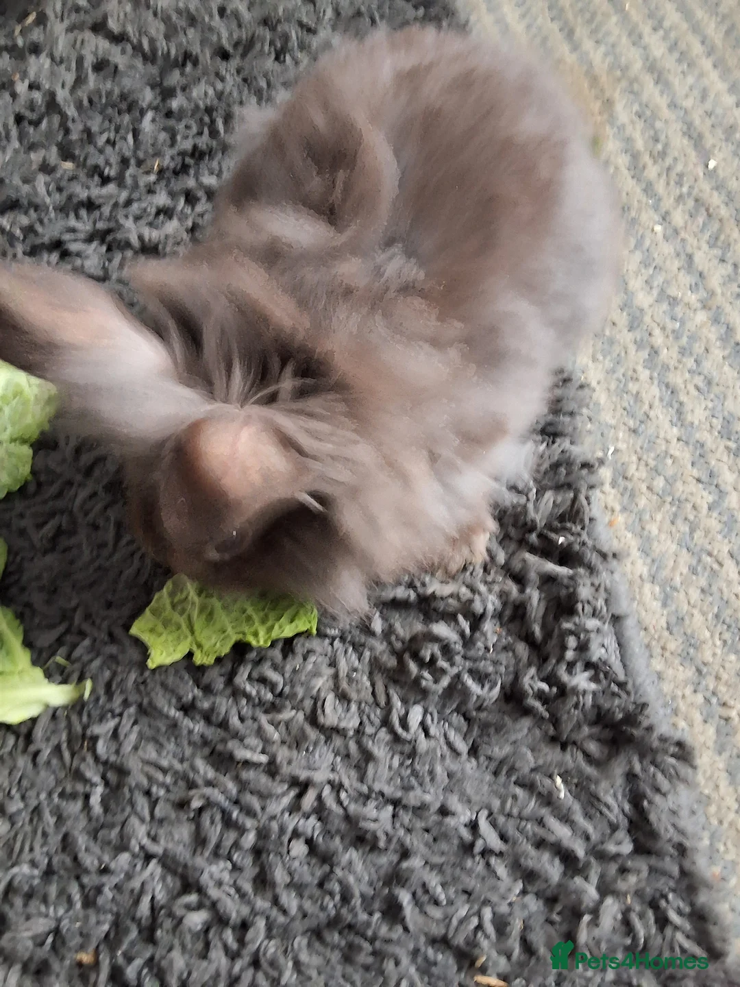 Lionhead rabbits for sale: 6 bunnies in Tipton - Advert 5