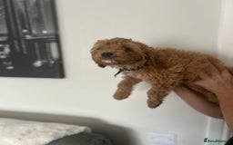 Cavapoo dogs for sale: Cavapoos  - Image 15