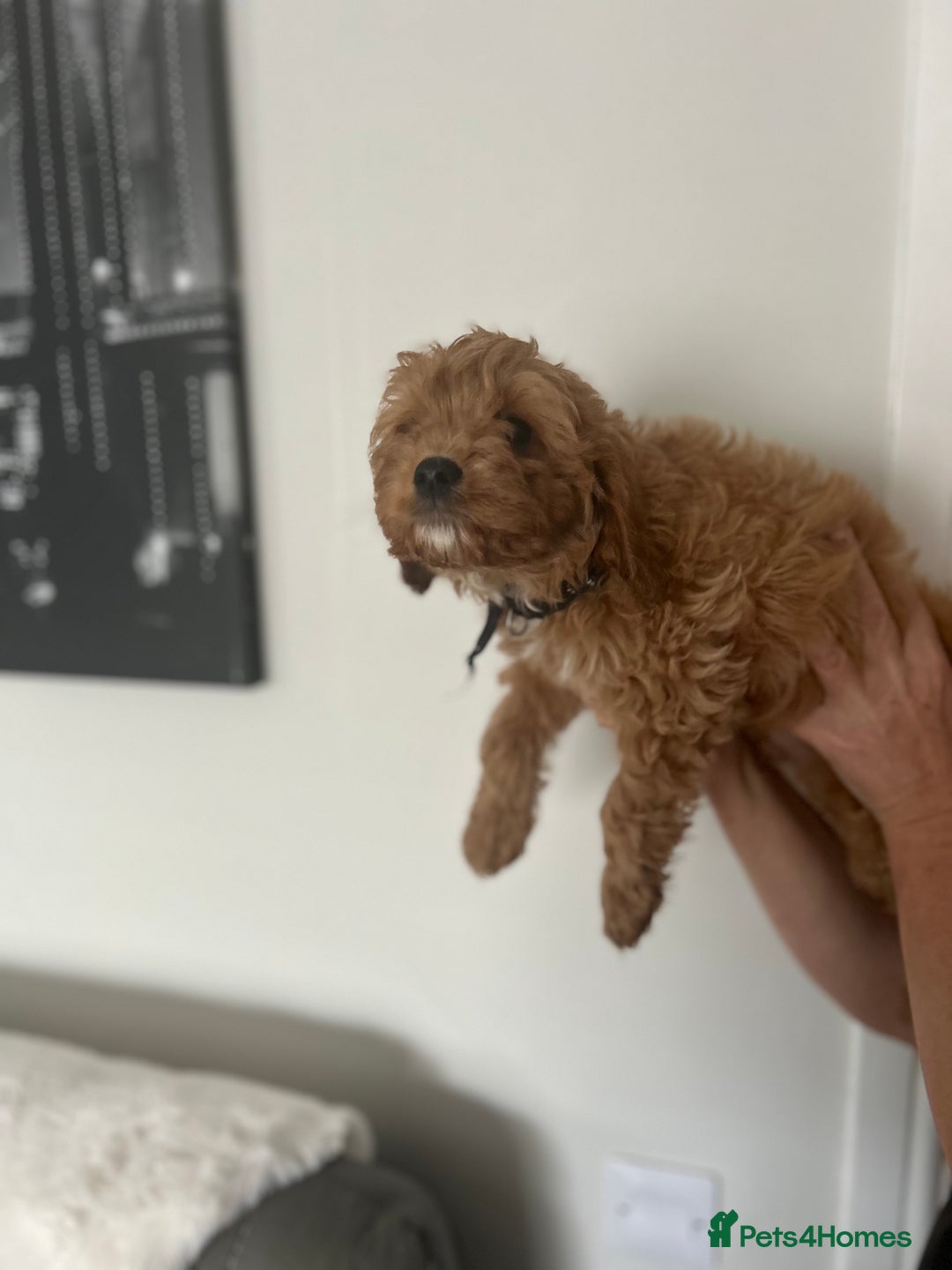 Cavapoo dogs for sale: Cavapoos  - Image 15