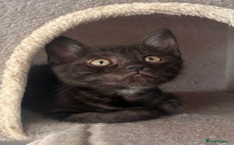 Maine Coon cats - Advert 3