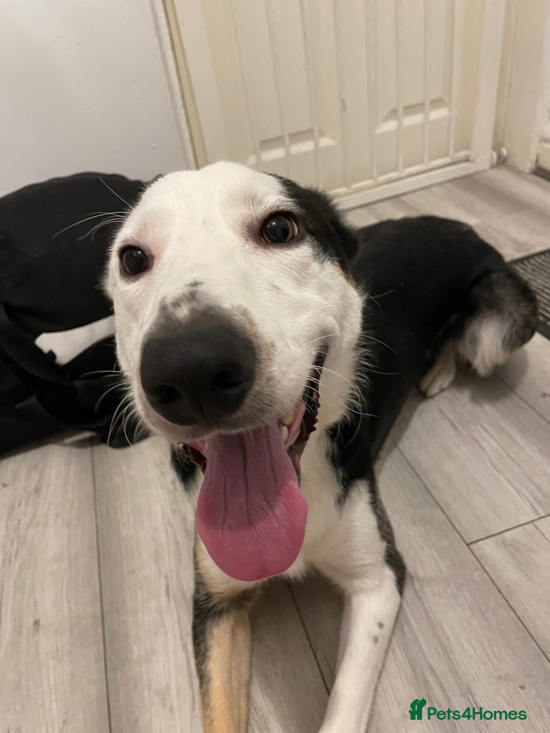 Border Collie dogs for sale: Finn the Border Collie  - Image 2