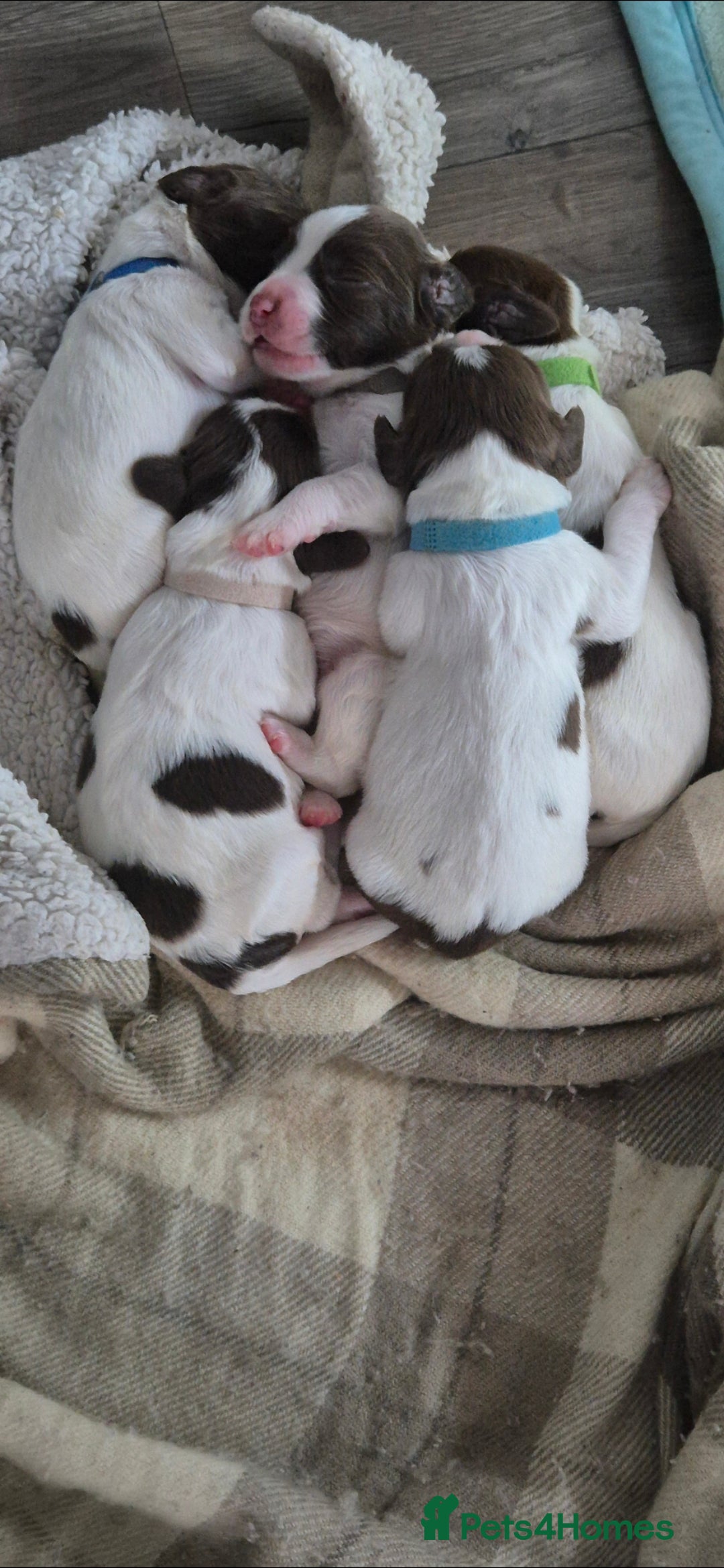 English Springer Spaniel dogs for sale: Beautiful Springer spaniel pups - Image 9