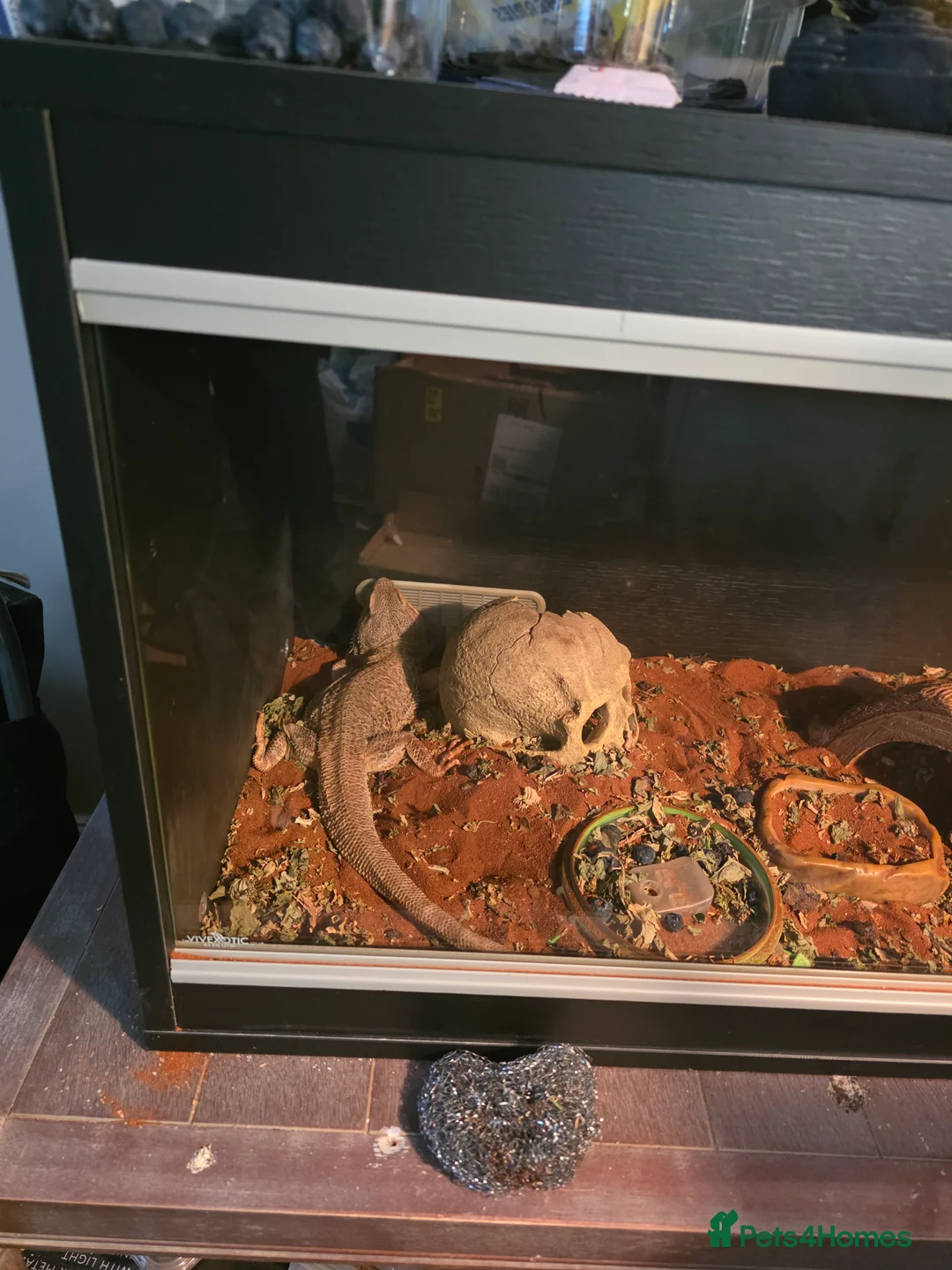 Bearded Dragon reptiles for sale: 3 year old female and 10 year old male.  - Advert 1
