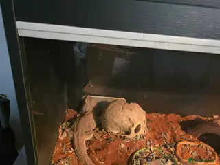 Bearded Dragon reptiles 3 year old female and 10 year old male. - Advert 1