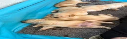 Golden Retriever dogs for sale: Golden Retriever Puppies  - Advert 14