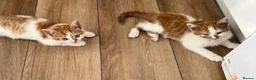British Shorthair cats for sale: Last cutie from our litter - Advert 3