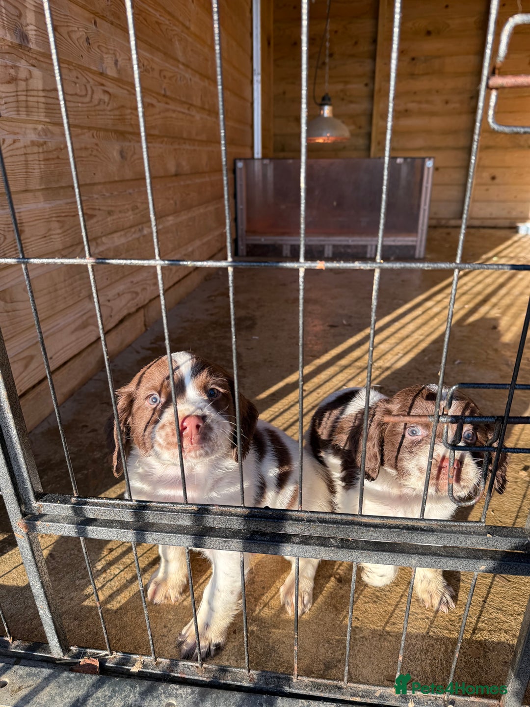 English Springer Spaniel dogs for sale: English Springer Spaniels  - Advert 3