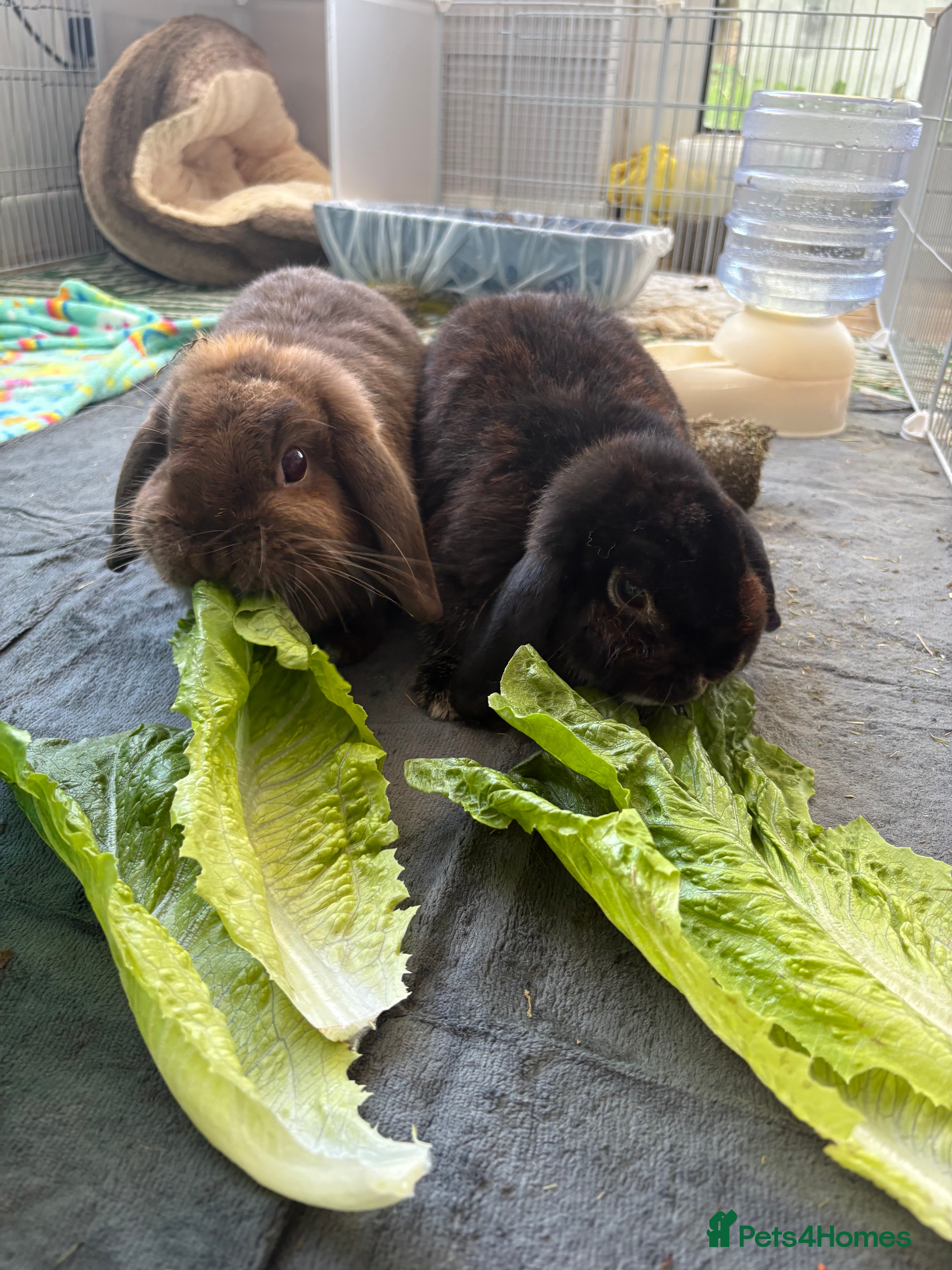 Mini Lop rabbits 2 female rabbits  - Advert 1