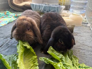 Mini Lop rabbits 2 female rabbits - Advert 18