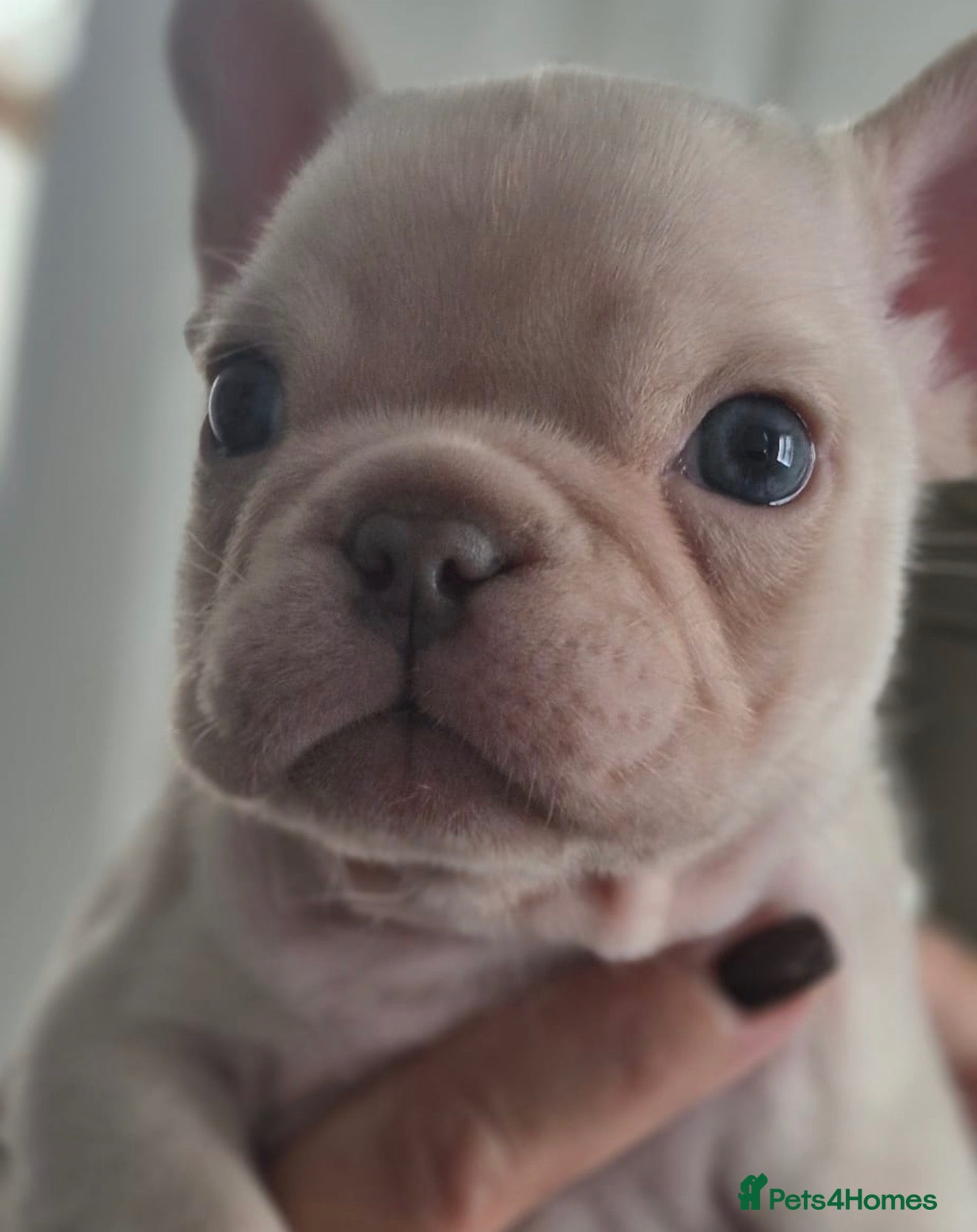 French Bulldog dogs for sale: Beautiful KC French Bulldog Puppy  - Advert 19