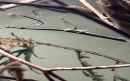 Praying Mantis invertebrates for sale: Praying Mantises for sale - Image 5