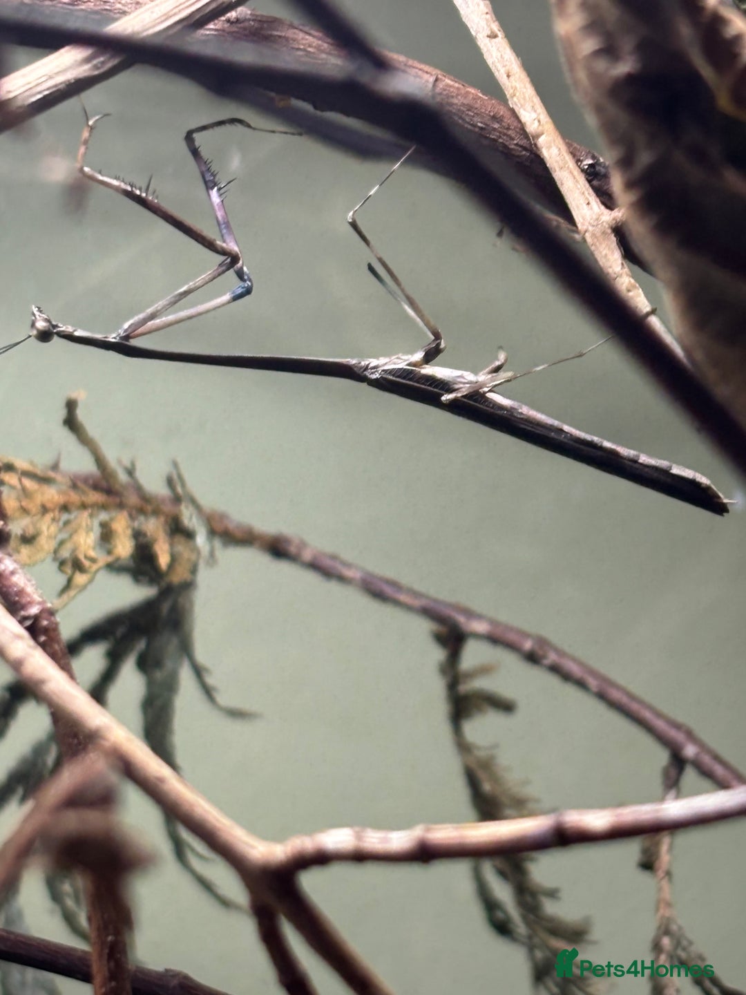 Praying Mantis invertebrates for sale: Praying Mantises for sale - Image 5