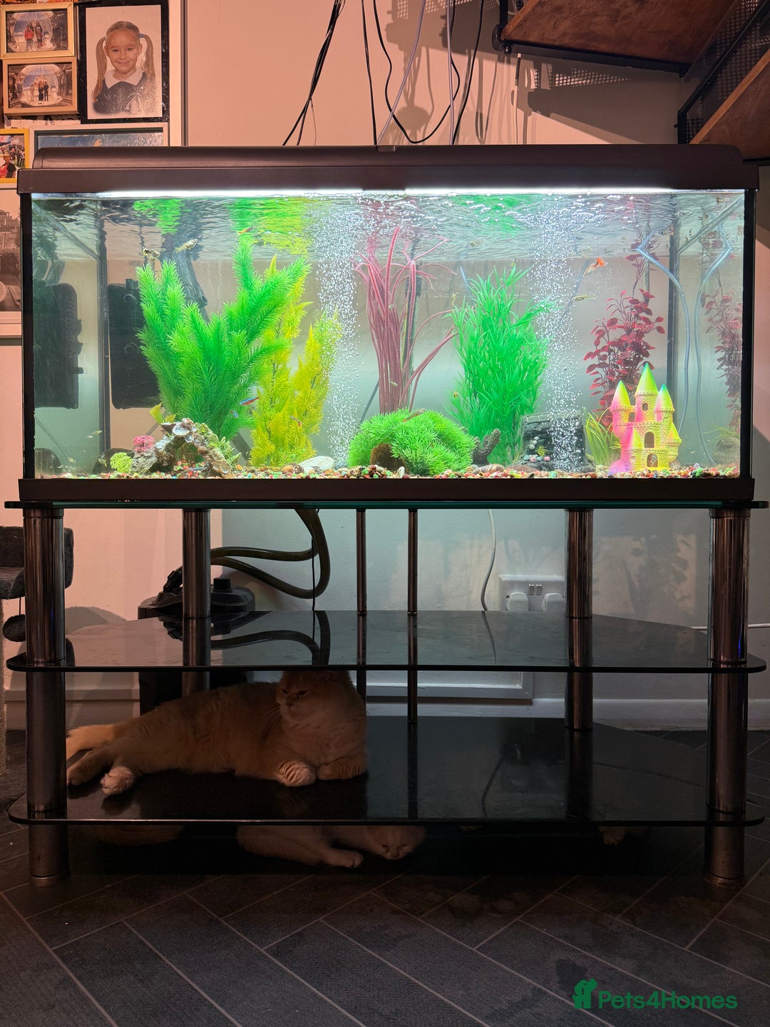 Mollies fish for sale: Tropical Fish Tank 160 litters - Advert 13