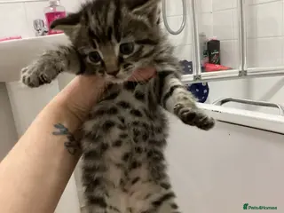 Mixed Breed cats 3male kittens - Advert 8