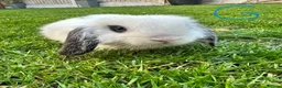 Mini Lop rabbits for sale: Mini Lop Rabbits For Sale  - Advert 8