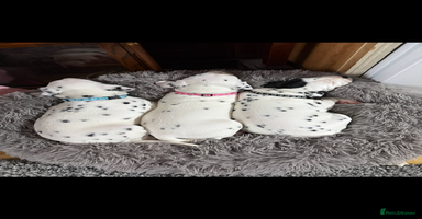 Dalmatian dogs Dalmațian puppies dogs - Advert 3