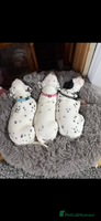 Dalmatian dogs Dalmațian puppies dogs - Advert 3