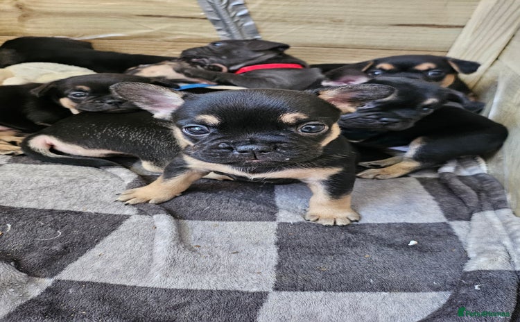 Mixed Breed dogs - Advert 2