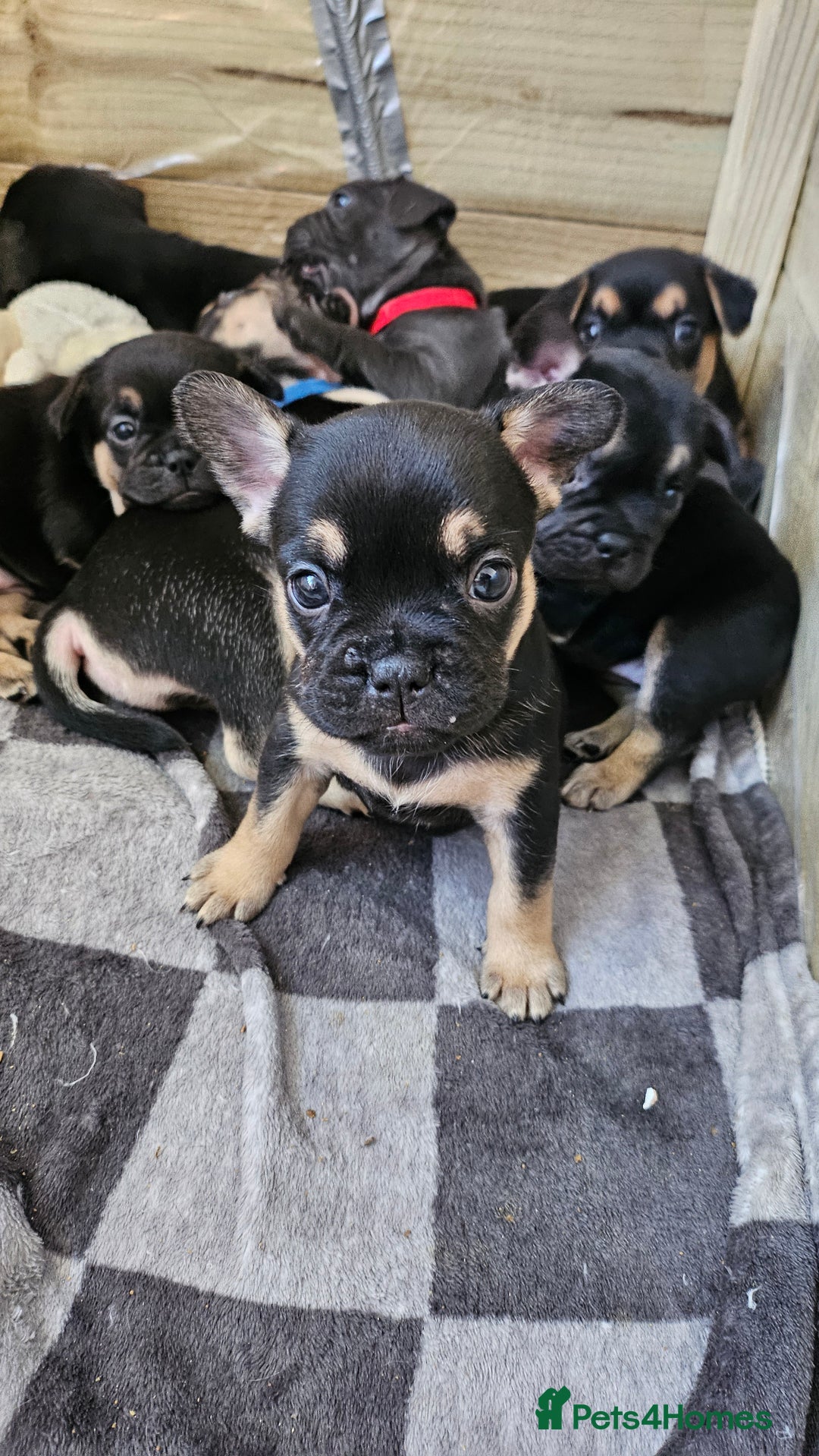 Mixed Breed dogs for sale: 3/4 French bulldog 1/4 Pomeranian Puppies - Image 1
