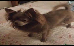 Chihuahua dogs for stud: Beautiful male violet colour  - Image 2