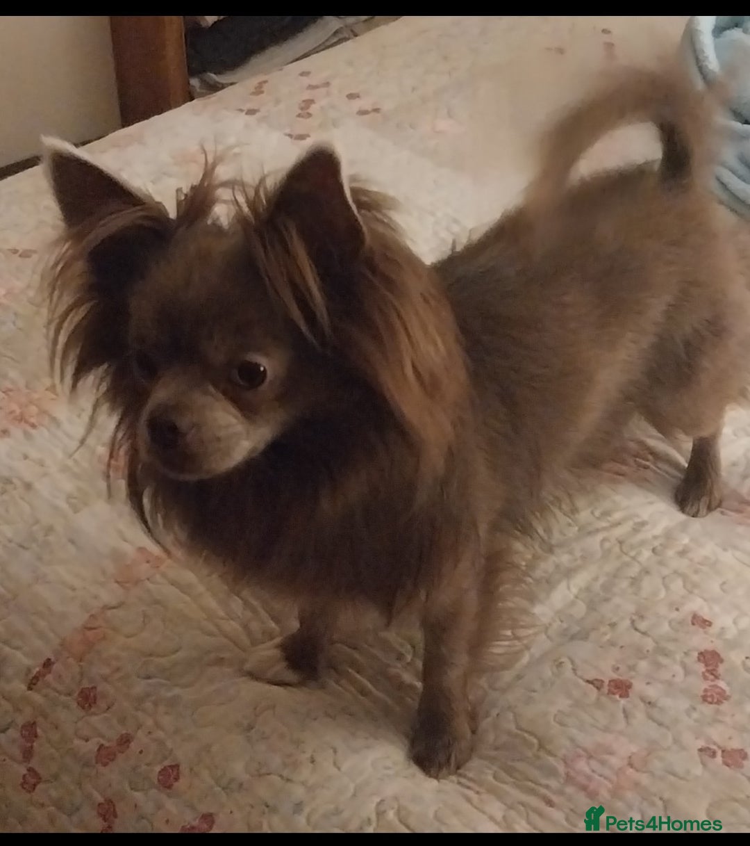 Chihuahua dogs for stud: Beautiful male violet colour  - Image 2